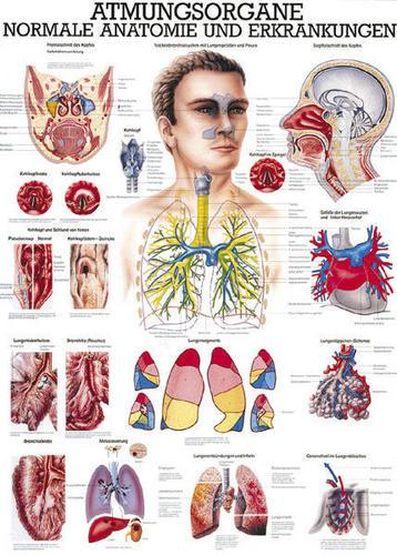 RUEDIGER Lehrtafel --- Atmungsorgane