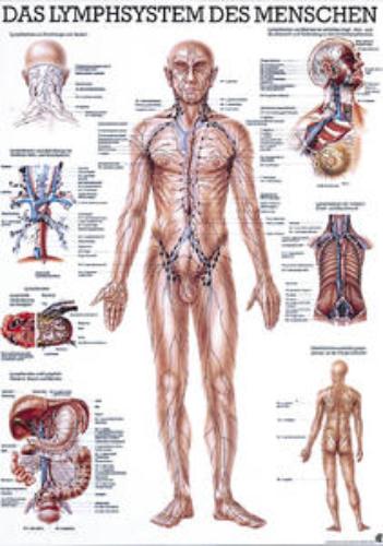 RUEDIGER Lehrtafel - Das Lymphsystem