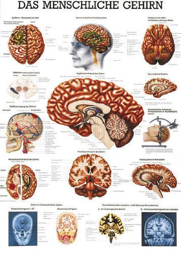 RUEDIGER Lehrtafel ---------- Gehirn