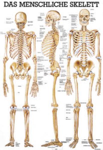 Das menschliche Skelett, Lehrtafel