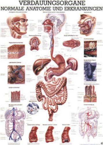 RUEDIGER Lehrtafel Verdauungsorgane