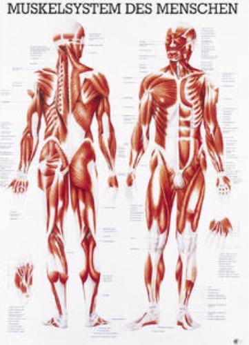 RUEDIGER Lehrtafel ---- Muskelsystem