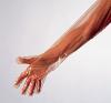 Henry Schein Handschuhe vet. Henry Schein Handschuhe vet.
